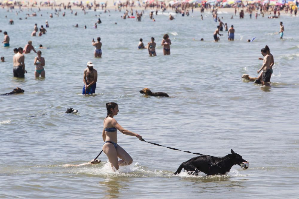 La playa para perros de Pinedo, a reventar