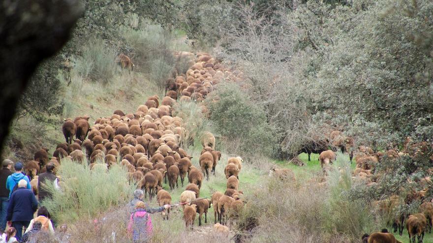 Extremadura tiene una veintena de ganaderías trashumantes registradas