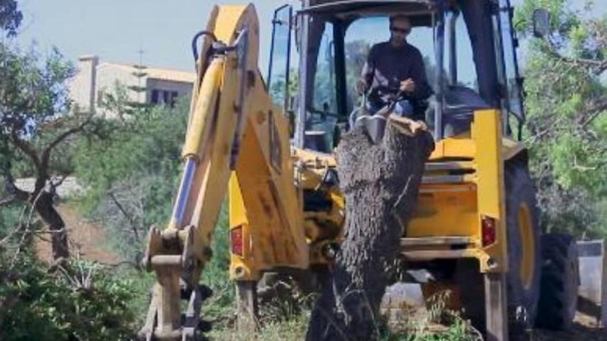 Trabajos de eliminación de un árbol afectado por la Xylella fastidiosa.