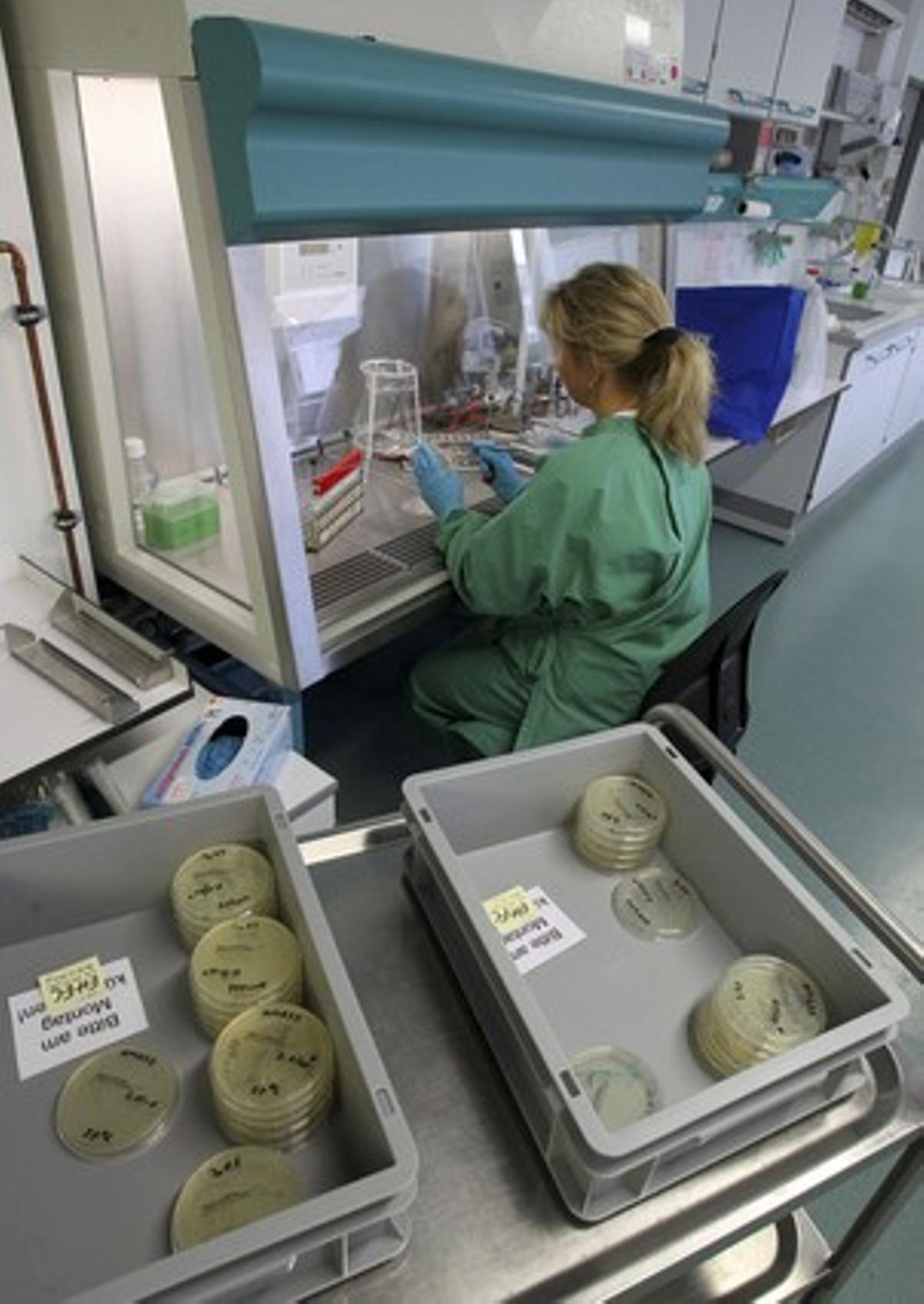 Una experta analitza mostres d’un cogombre en un laboratori de l’oficina estatal per a la seguretat agrícola i alimentària de Mecklenburg-Vorpommern, a Rostock (Alemanya). Una experta analitza mostres d’un cogombre en un laboratori de l’oficina estatal per a la seguretat agrícola i alimentària de Mecklenburg-Vorpommern, a Rostock (Alemanya).