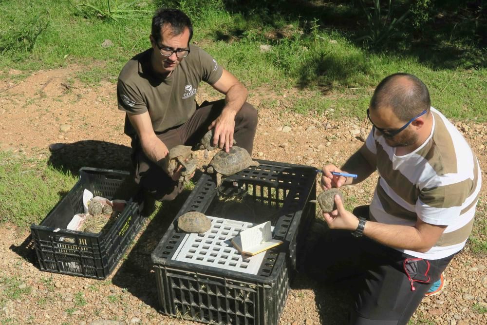 Schildkröten in der Finca Galatzó