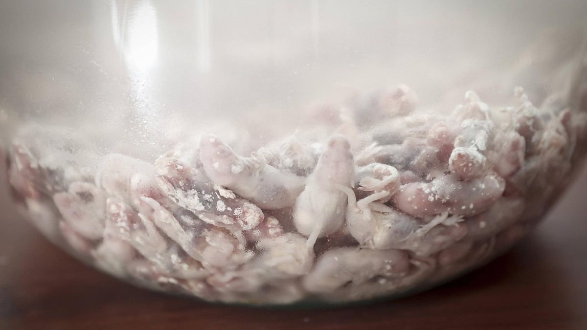 Las comidas más asquerosas llegan a Palma