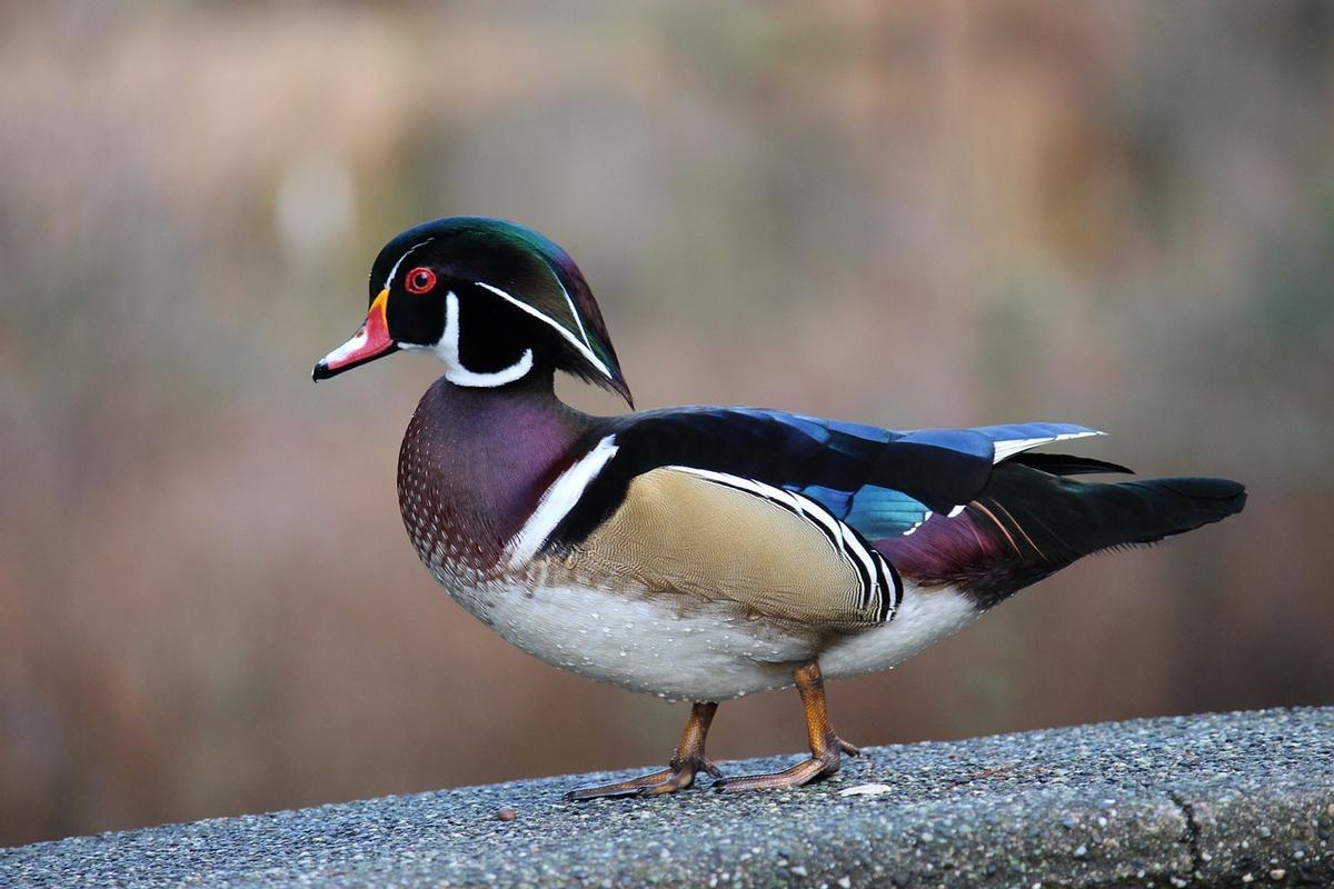 Pato de madera (Aix sponsa): una de las criaturas más raras y bonitas del mundo