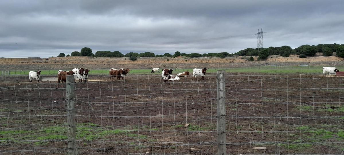 Ganadería de Rodolfo Gallego, hijo de Agustín Gallego, natural de Venialbo.