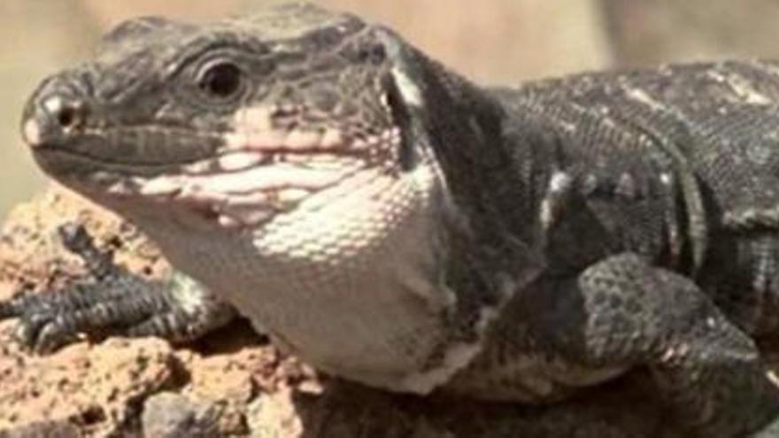 Nacen 65 lagartos gigantes de La Gomera