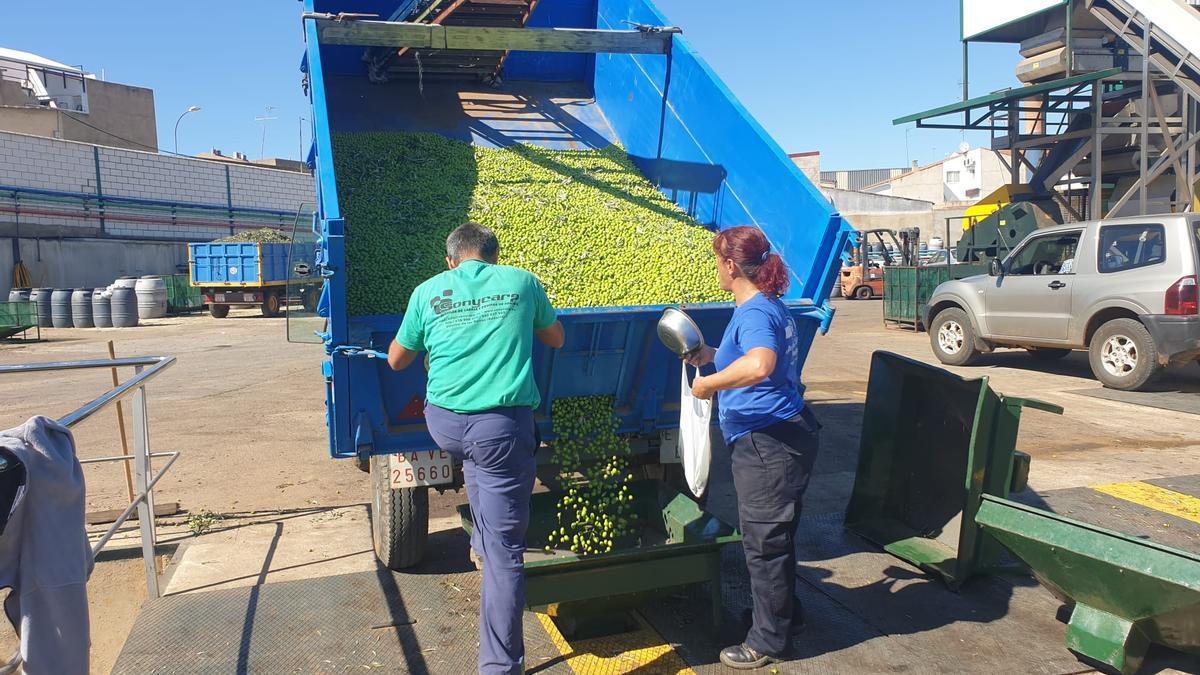 Descarga de la producción de aceituna en las instalaciones de Viñaoliva el pasado miércoles.