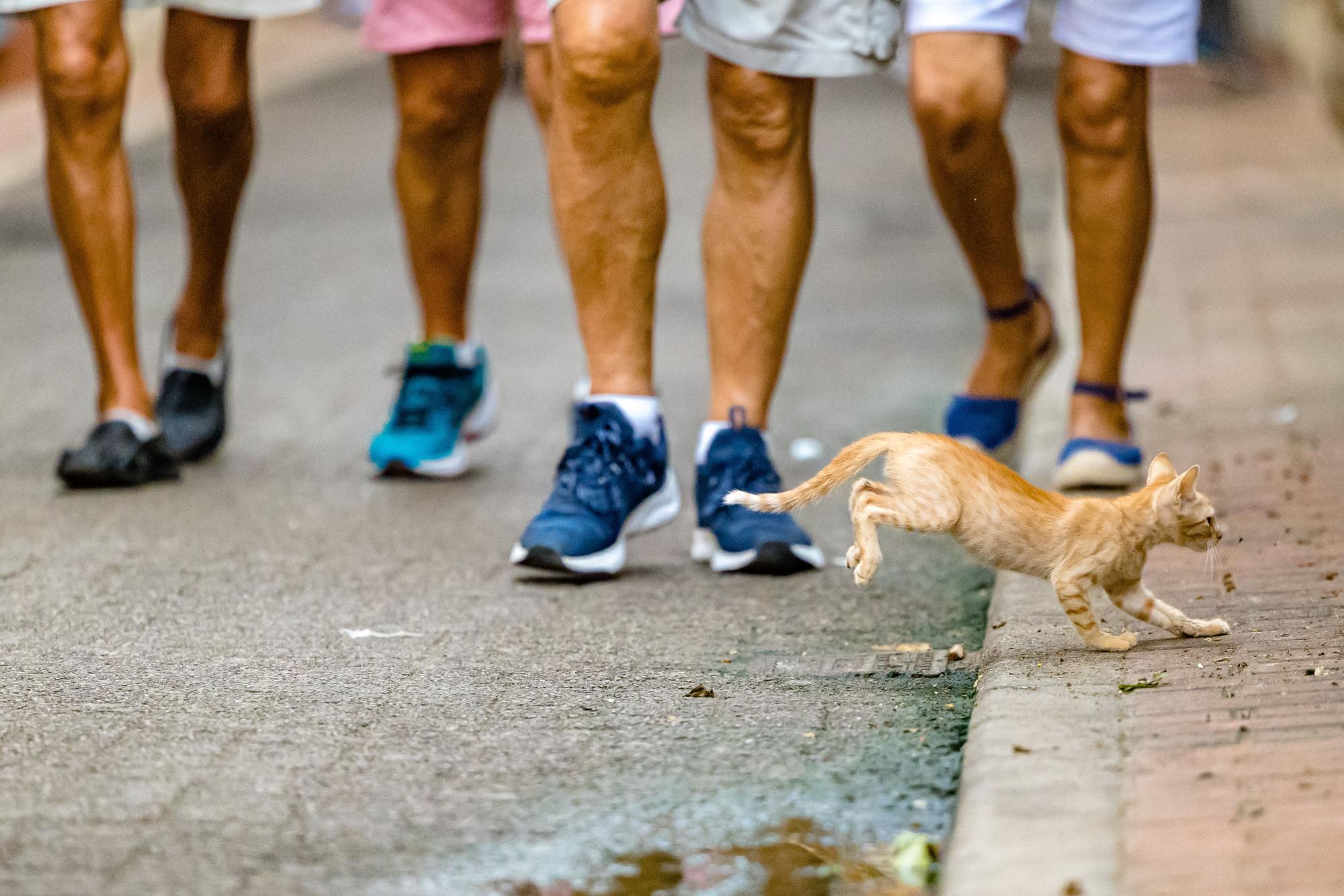 Los gatos toman las calles de Benidorm