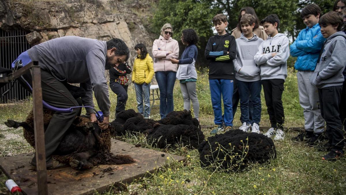 Esquiladores muestran el oficio a escolares de Cáceres con ovejas merinas