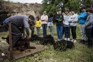 Esquiladores muestran el oficio a escolares de Cáceres con ovejas merinas
