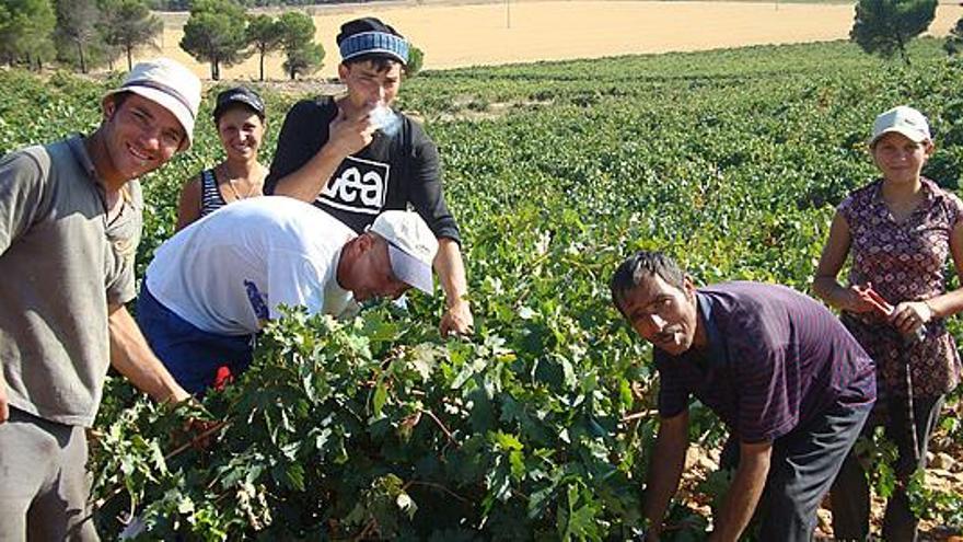 Vendimiadores recogen la uva en la pasada campaña en un viñedo de la campiña toresana.