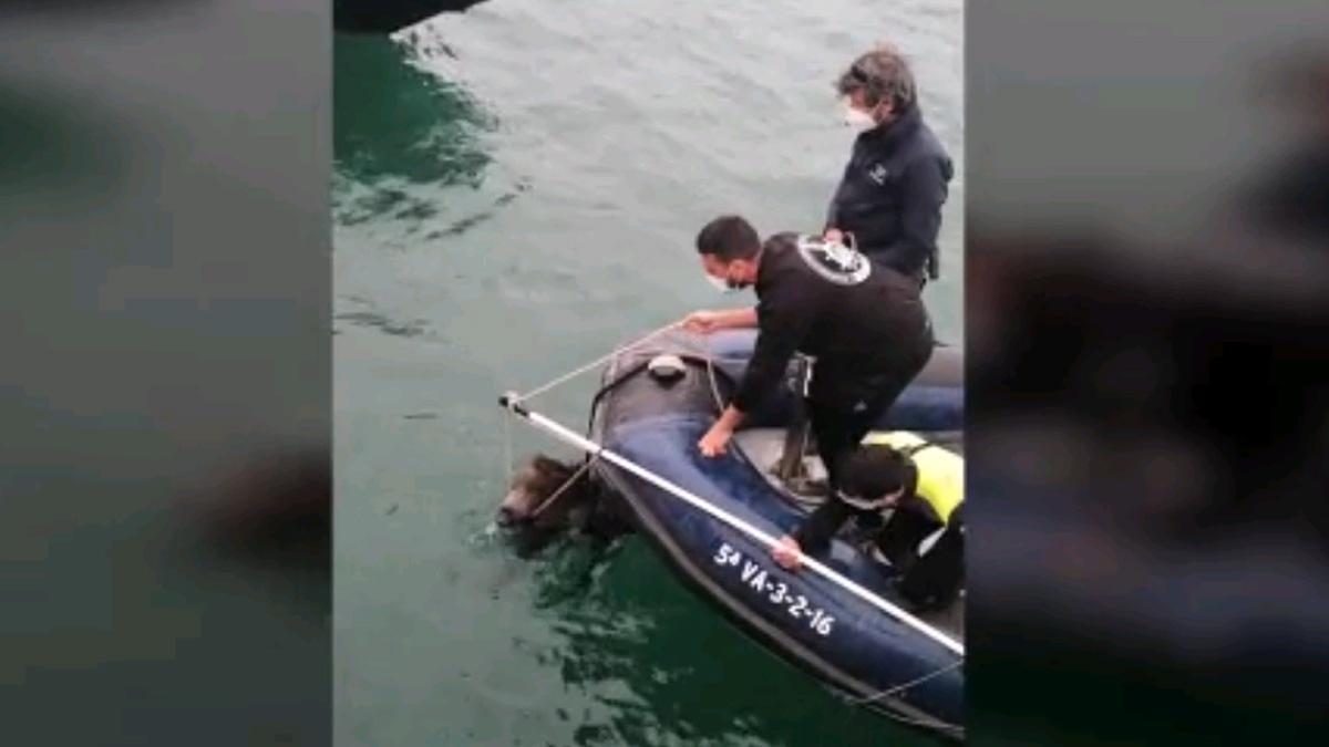 La Guardia Civil rescata a un jabalí en la marina de Valencia