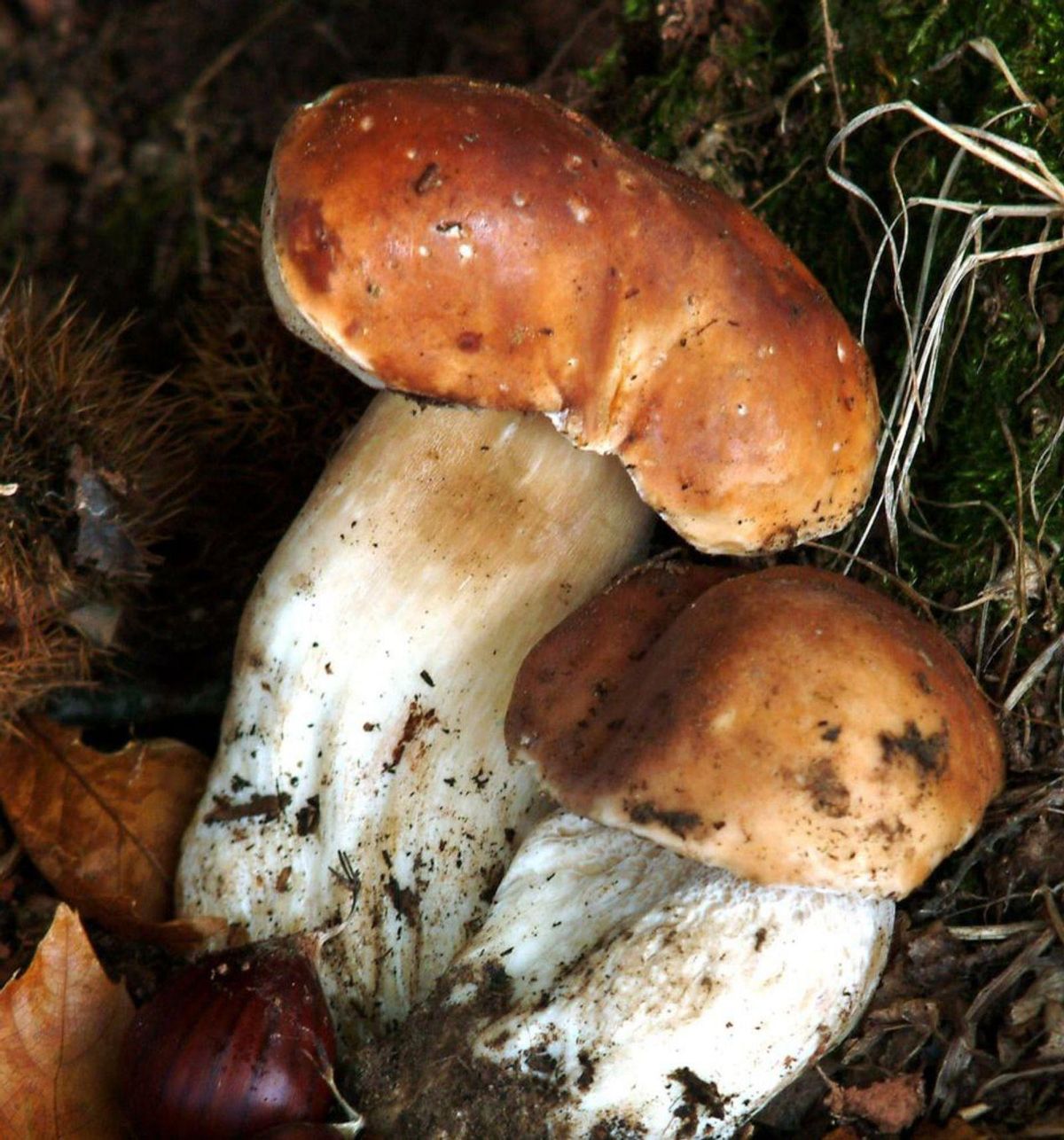 Ejemplares de boletus alistanos. | Ch. S.