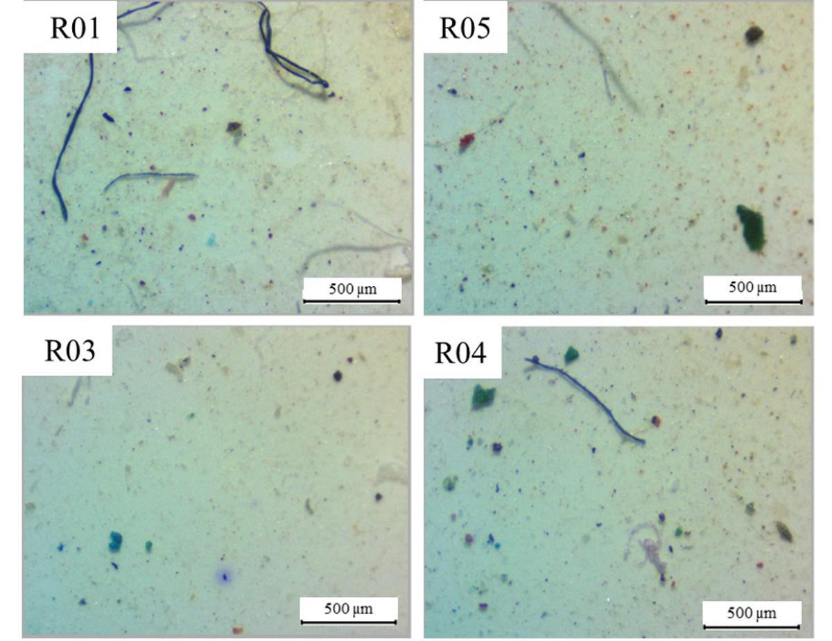 Microplásticos contenidos en una muestra de agua del mar vistos a microscopio.