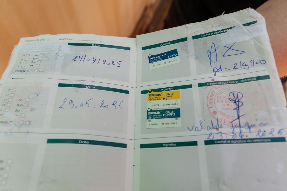 Sellos en la cartilla de vacunación