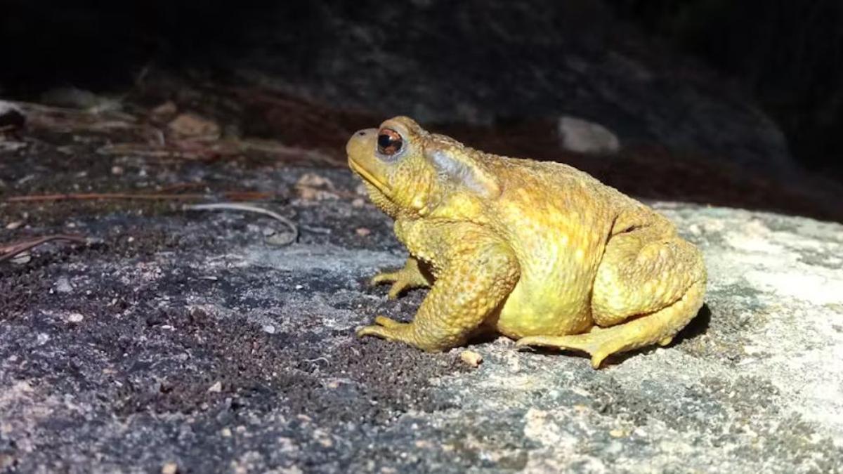 El sapo común (Bufo spinosus) es una de las especies de anfibios más comunes que parece estar sufriendo un fuerte declive poblacional.