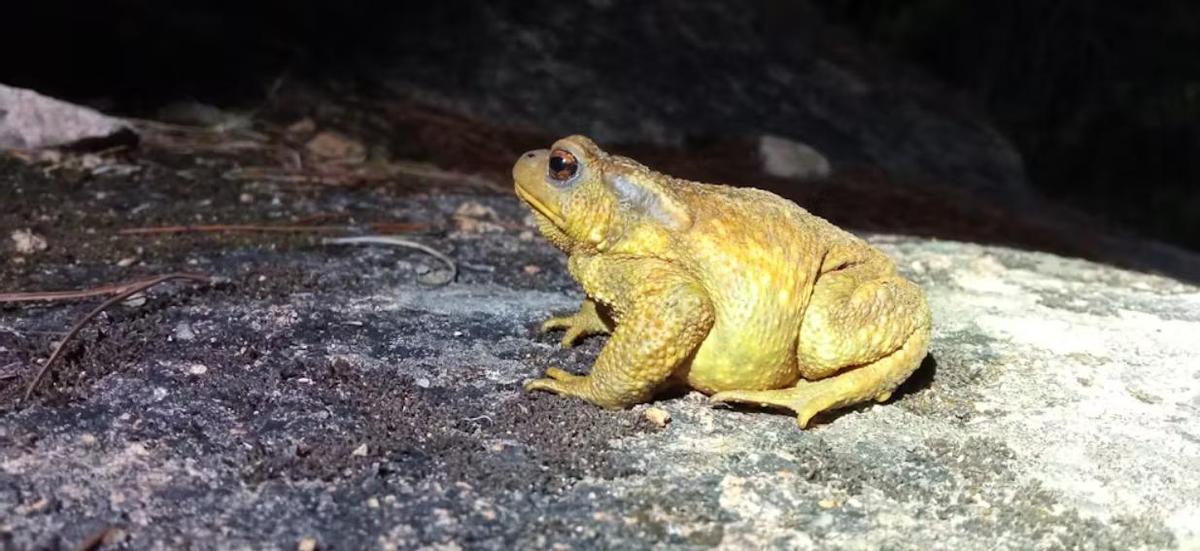 El sapo común (Bufo spinosus) es una de las especies de anfibios más comunes que parece estar sufriendo un fuerte declive poblacional.