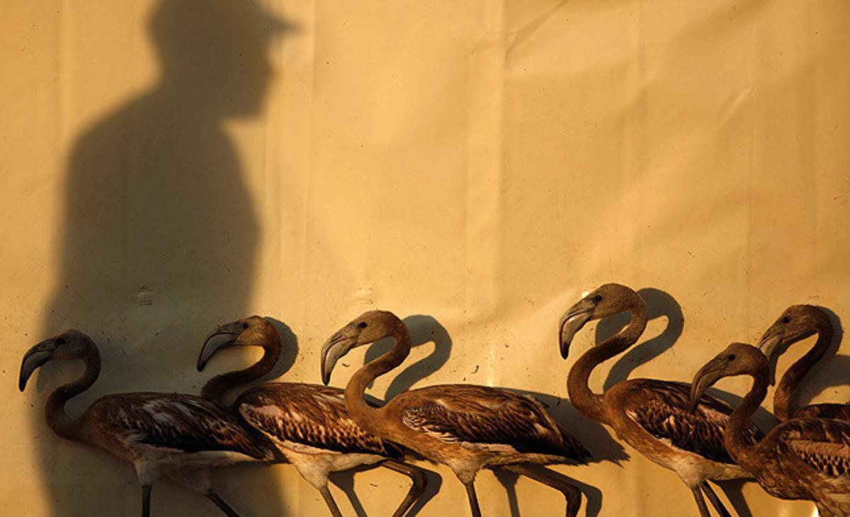 Un grup de flamencs joves, abans de ser anellats, a la reserva natural de Fuente de Piedra, a prop de Màlaga.