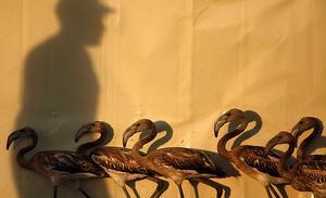 Un grup de flamencs joves, abans de ser anellats, a la reserva natural de Fuente de Piedra, a prop de Màlaga.