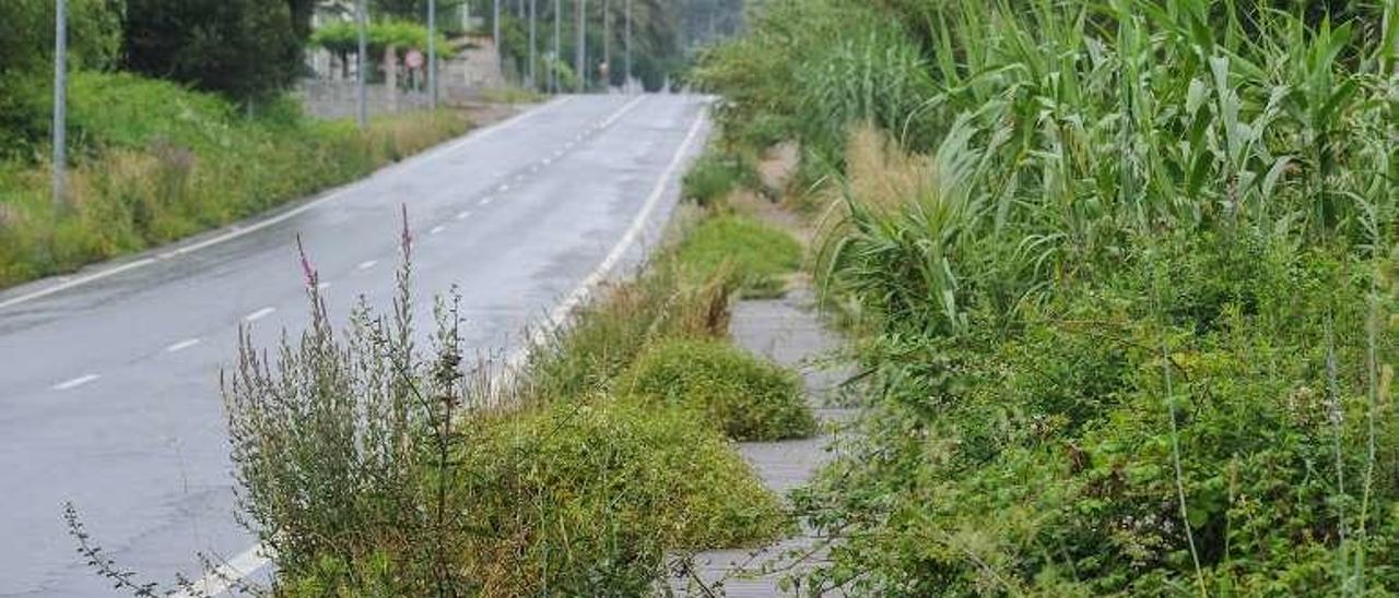 La maleza invade la senda peatonal de Pontearnelas a Lobeira. // IA