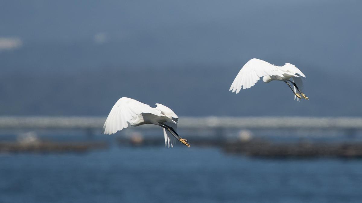 Aves fotografiadas desde el barco &quot;Chasula&quot;.