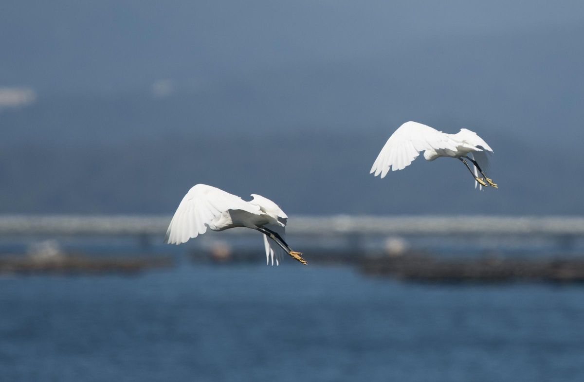 Aves fotografiadas desde el barco "Chasula".