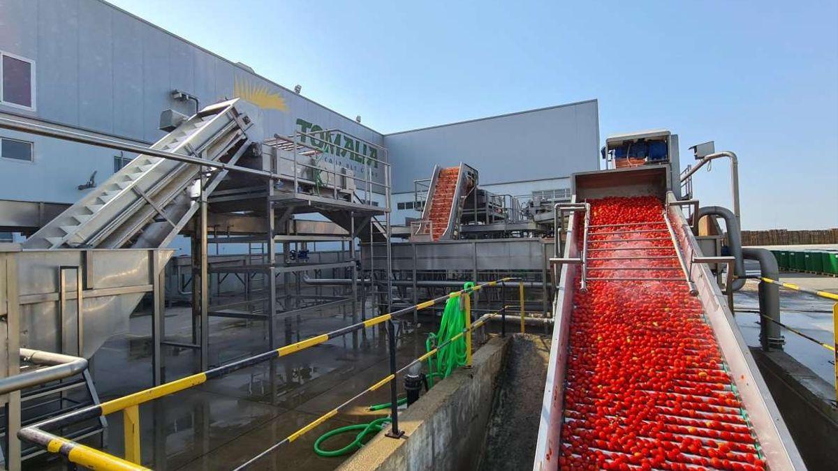 Una máquina cosechadora de tomate, durante la campaña del pasado verano.