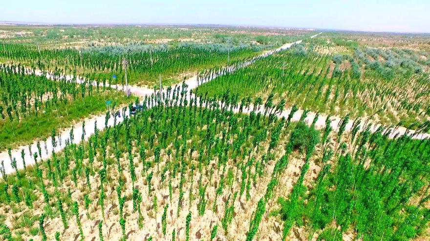 El mayor proyecto mundial de reforestación logra repoblar una superficie como dos veces Andalucía