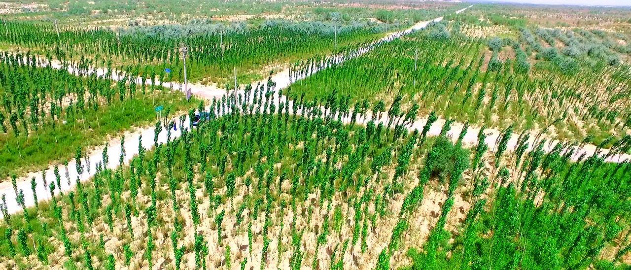 Trabajos de reforestación en China