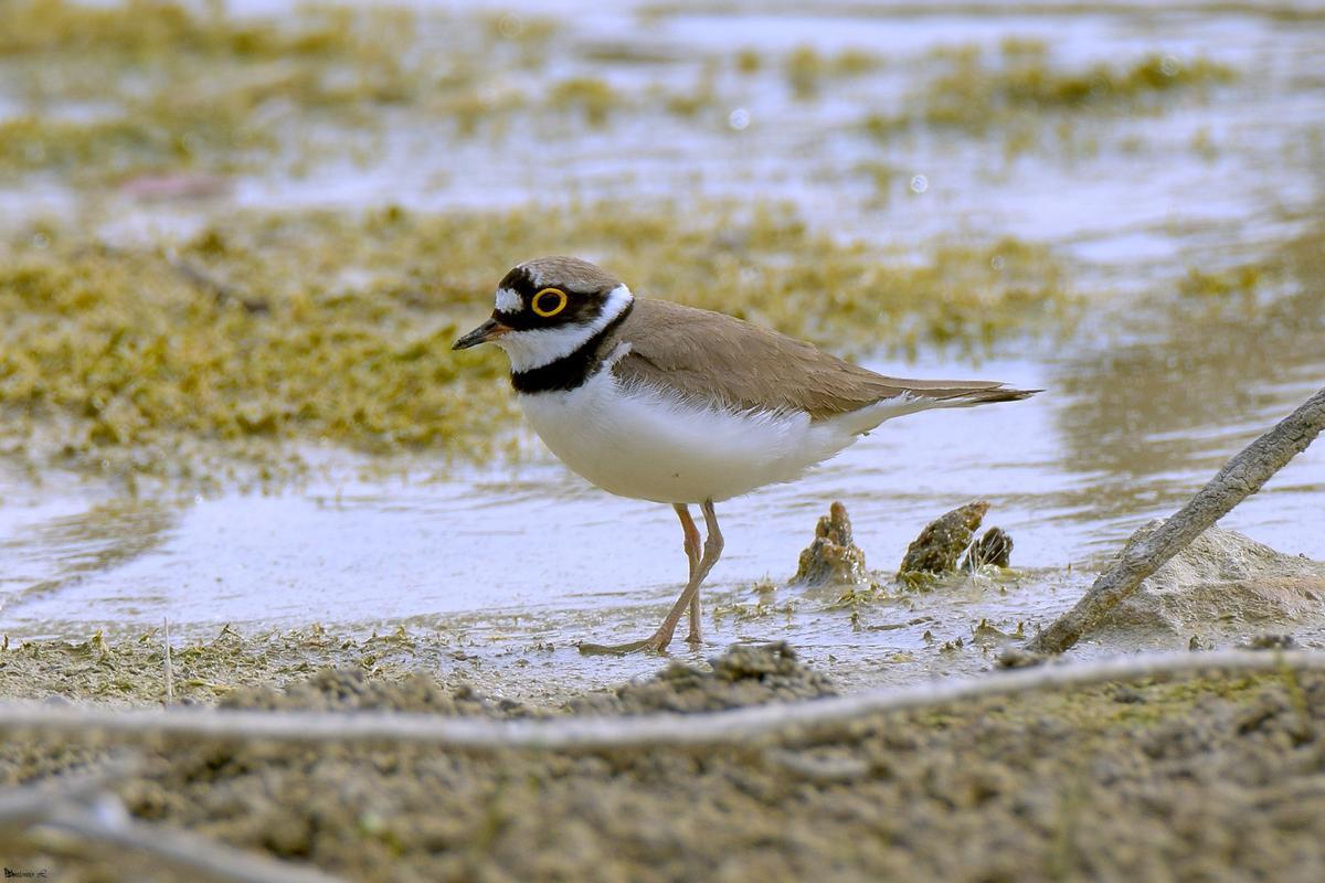 Chorlitejo chico ('Charadrius dubius').