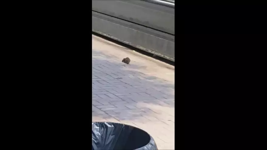 Ratita