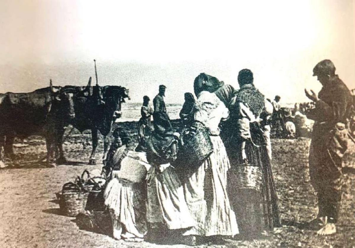 Una fotografía de los bueyes y las pescaderas en El Cabanyal, de la hemeroteca de Levante-EMV.