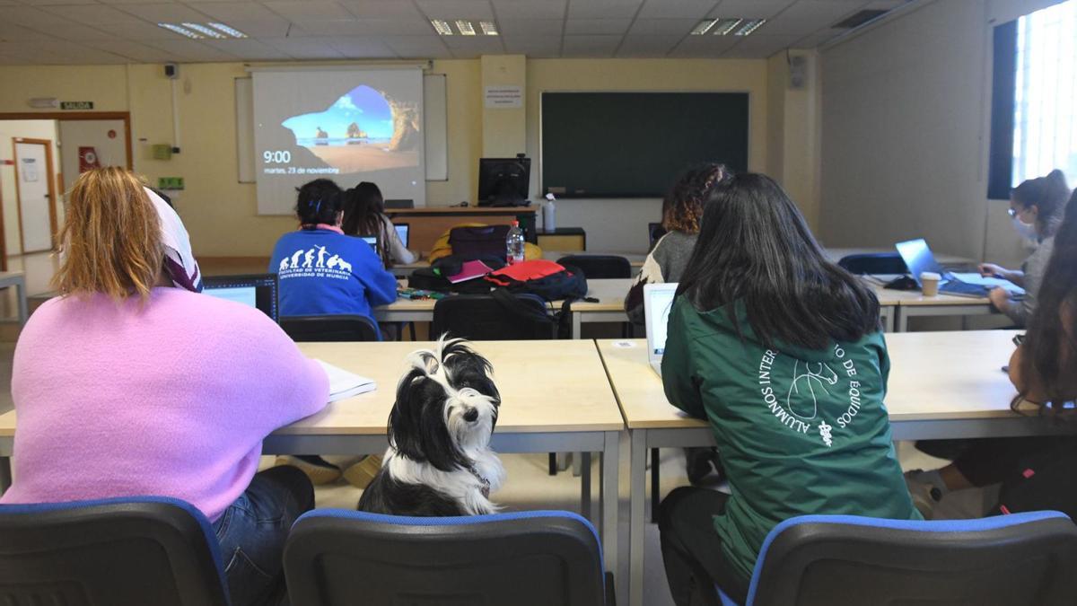 Shasha, un terrier tibetano,
acompaña a su dueña en las clases
de la Facultad de Veterinaria
de la UMU.  ISRAEL SÁNCHEZ