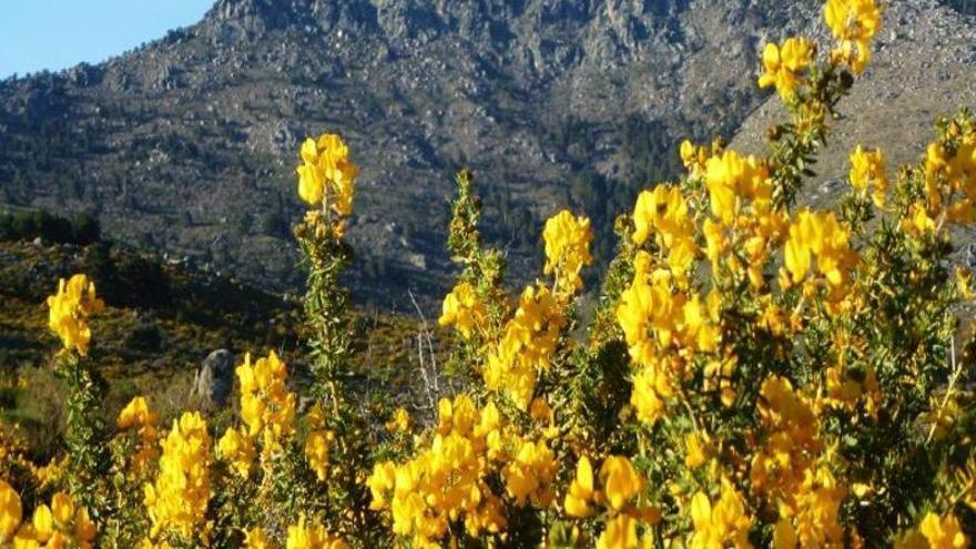 Este pueblo a 45 minutos de Madrid se tiñe de amarillo: un espectáculo de floración único que no te puedes perder esta primavera