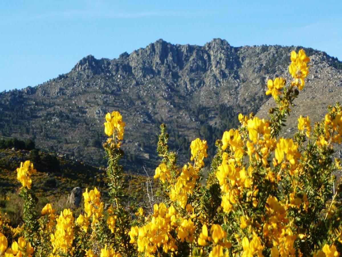 La floracion del cambroño tiñe los municipios serranos de la Comunidad de Madrid de un manto amarillo vibrante en un fenómeno natural único