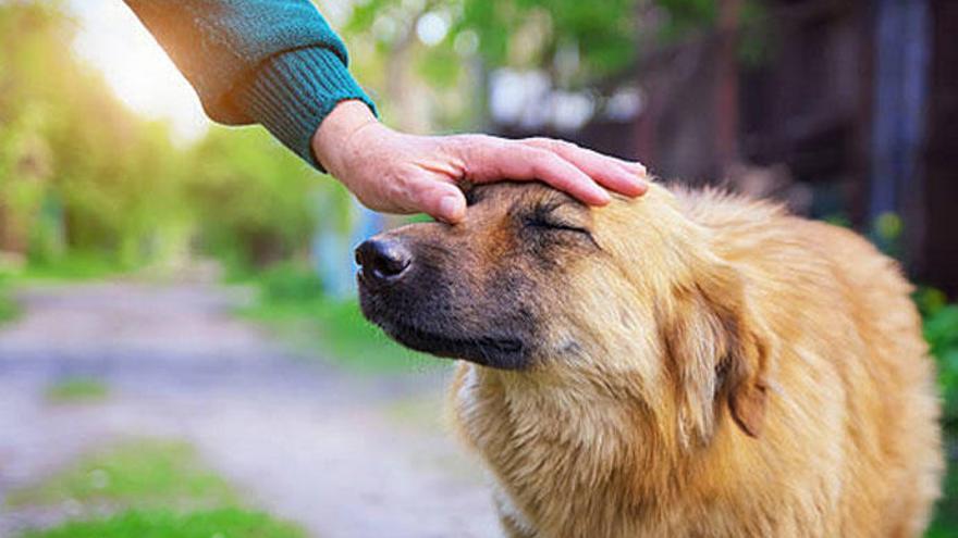 Los perros se caracterizan por su lealtad.