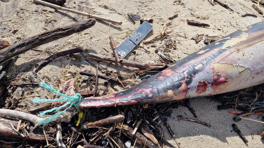 Casi 300 delfines muertos este 2024: “Que aparezan na nosa costa non implica que se pesquen nas nosas augas”