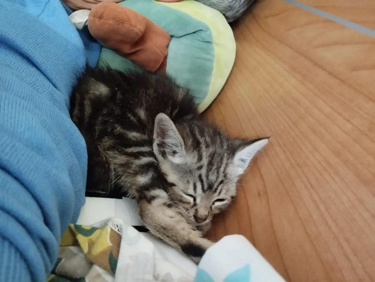 Otra imagen de uno de los felinos dormidos.