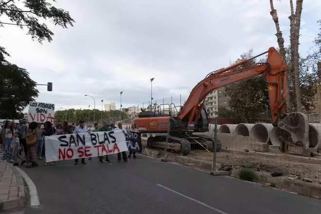 Los vecinos de San Blas claman de nuevo por la tala de árboles en el barrio