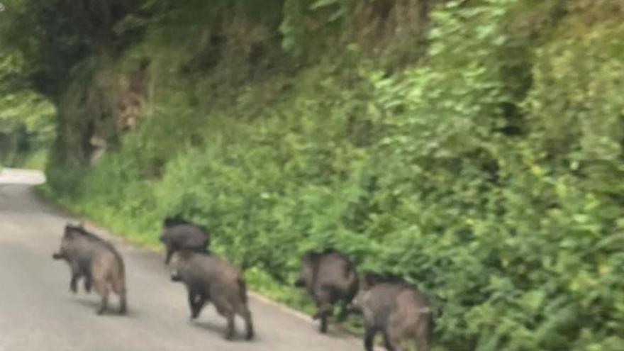 La última incursión de los jabalíes desespera a los ganaderos en Gozón