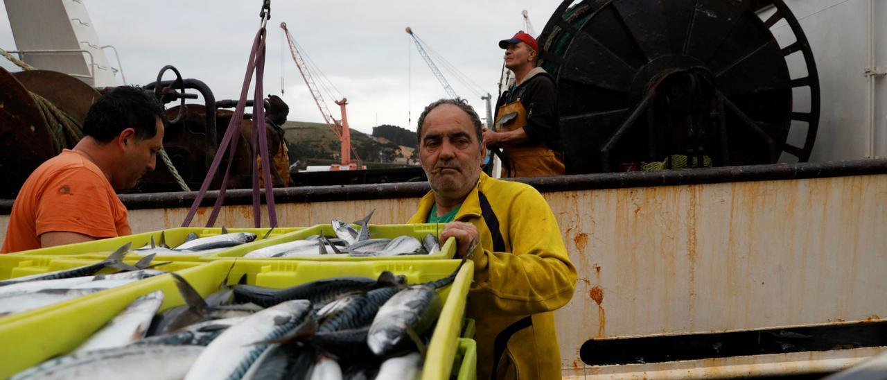 Descarga de xarda en el muelle de Avilés.