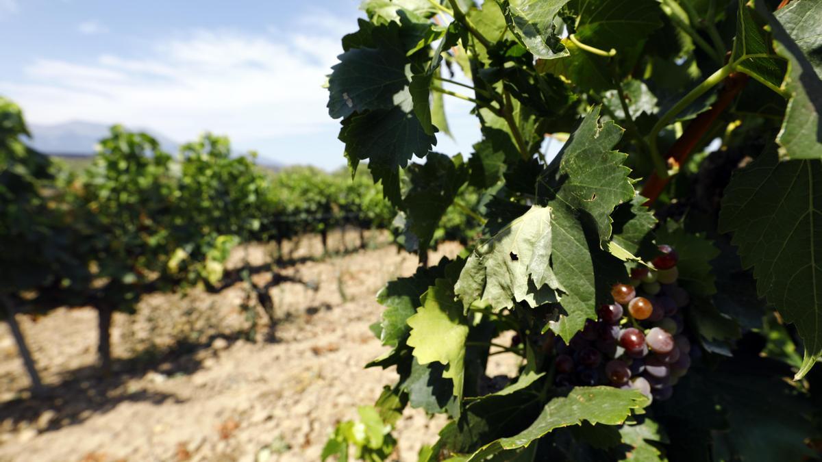 Un racimo de uvas en una vid de Borja.