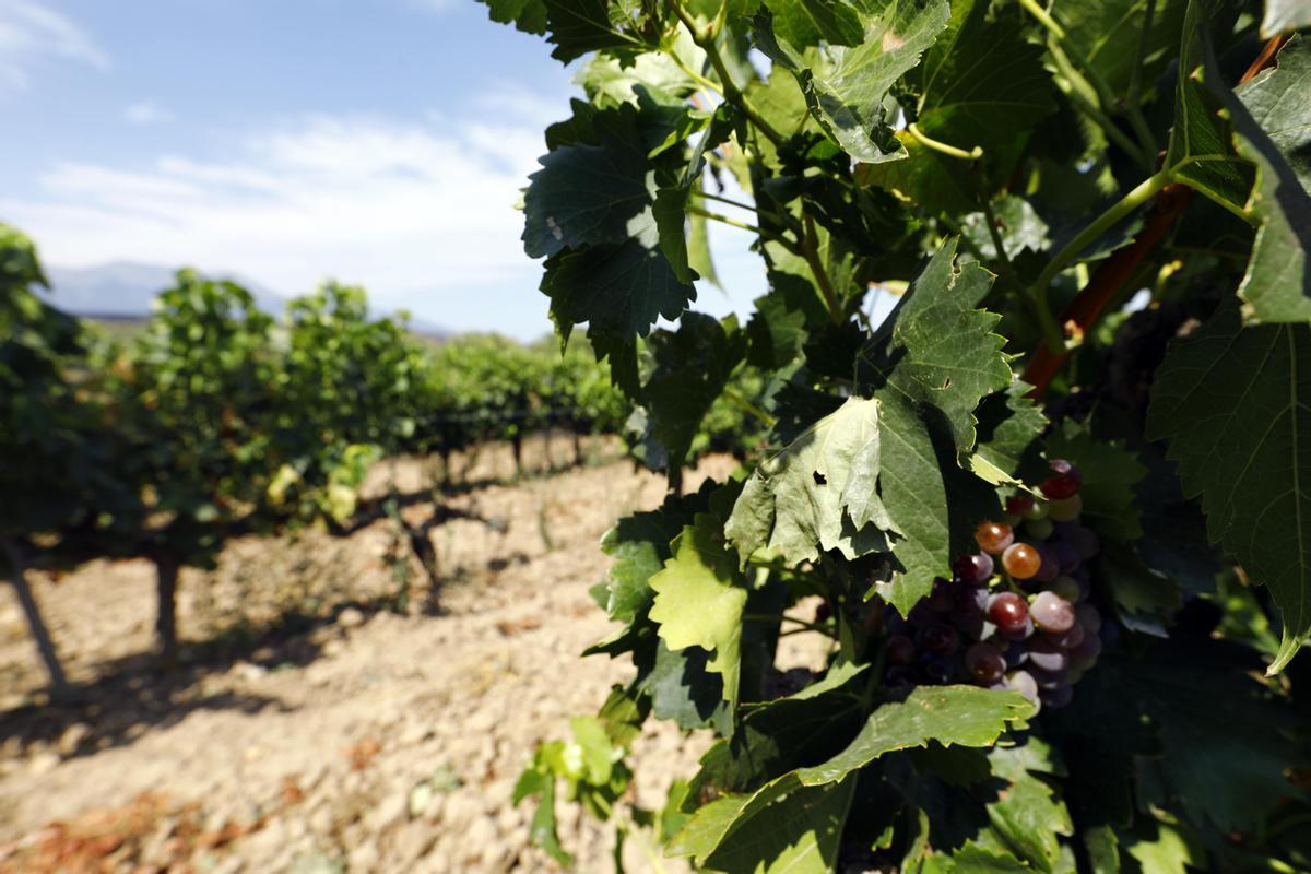 Un racimo de uvas en una vid de Borja.