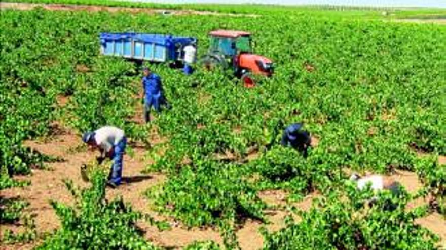 Críticas por no llamar a los voluntarios para vendimiar