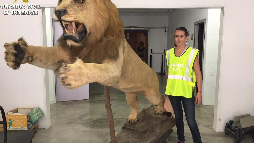 La Guardia Civil incauta un león disecado en Castelldefels que se vendía por internet
