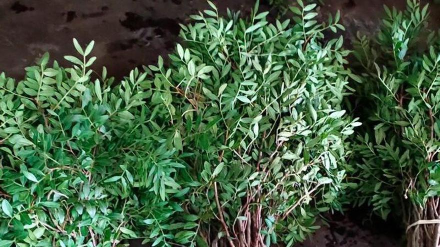 El Centre de Tecnologia Forestal alerta de l'excessiva extracció de llentiscle de la natura a Catalunya