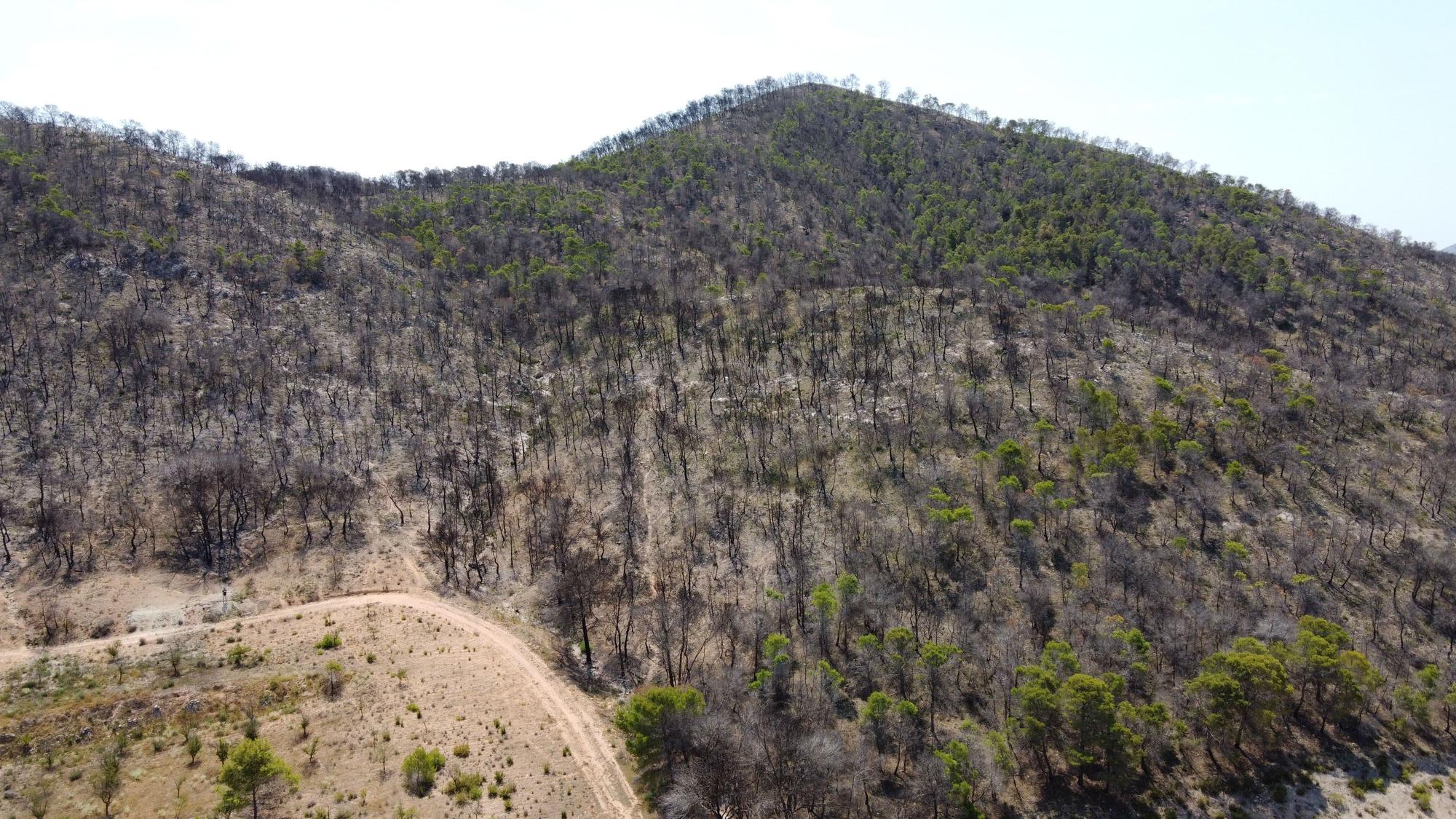 Un año después del incendio forestal en la sierra de la Zafra y Las Pedrizas de Monóvar la zona presenta un aspecto desolador