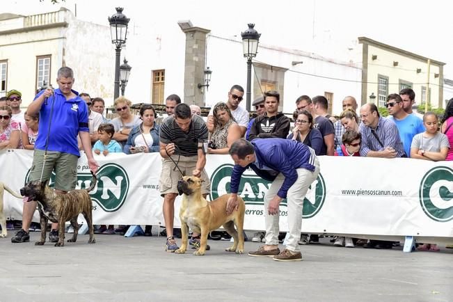 Celebración del I Certamen Nacional de perro ...