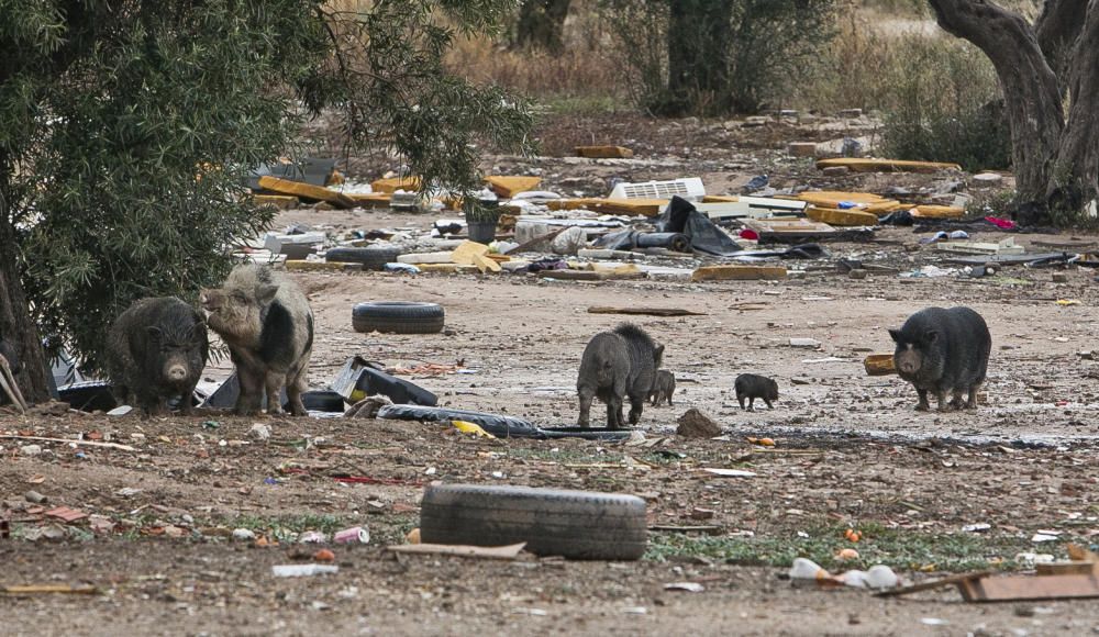 Cerdos vietnamitas campan por el entorno del cementerio