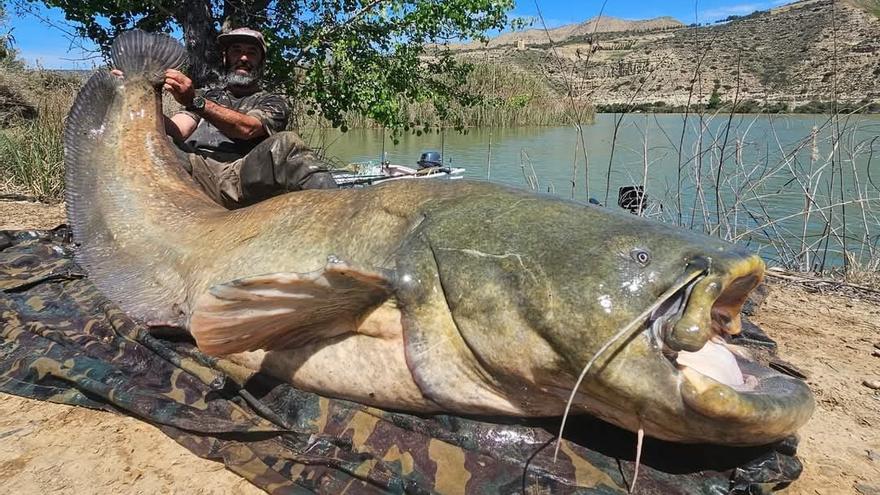 Pescan un descomunal siluro en aguas del Ebro en Mequinenza