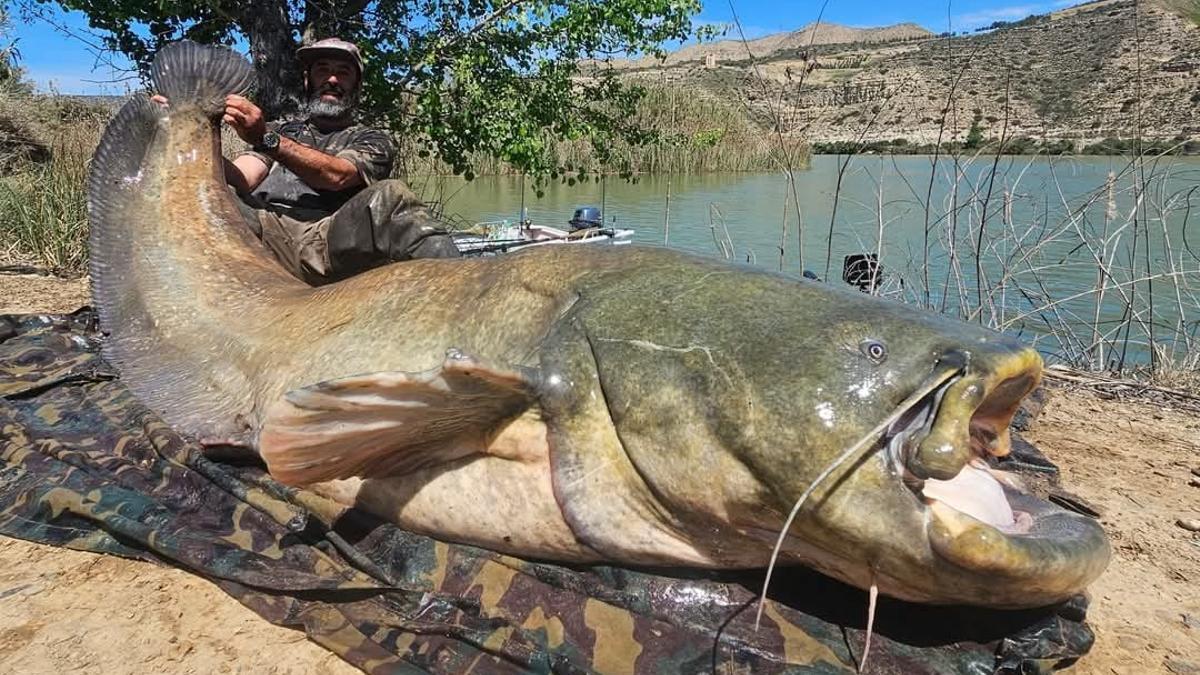 Pescan un descomunal siluro en aguas del Ebro en Mequinenza.